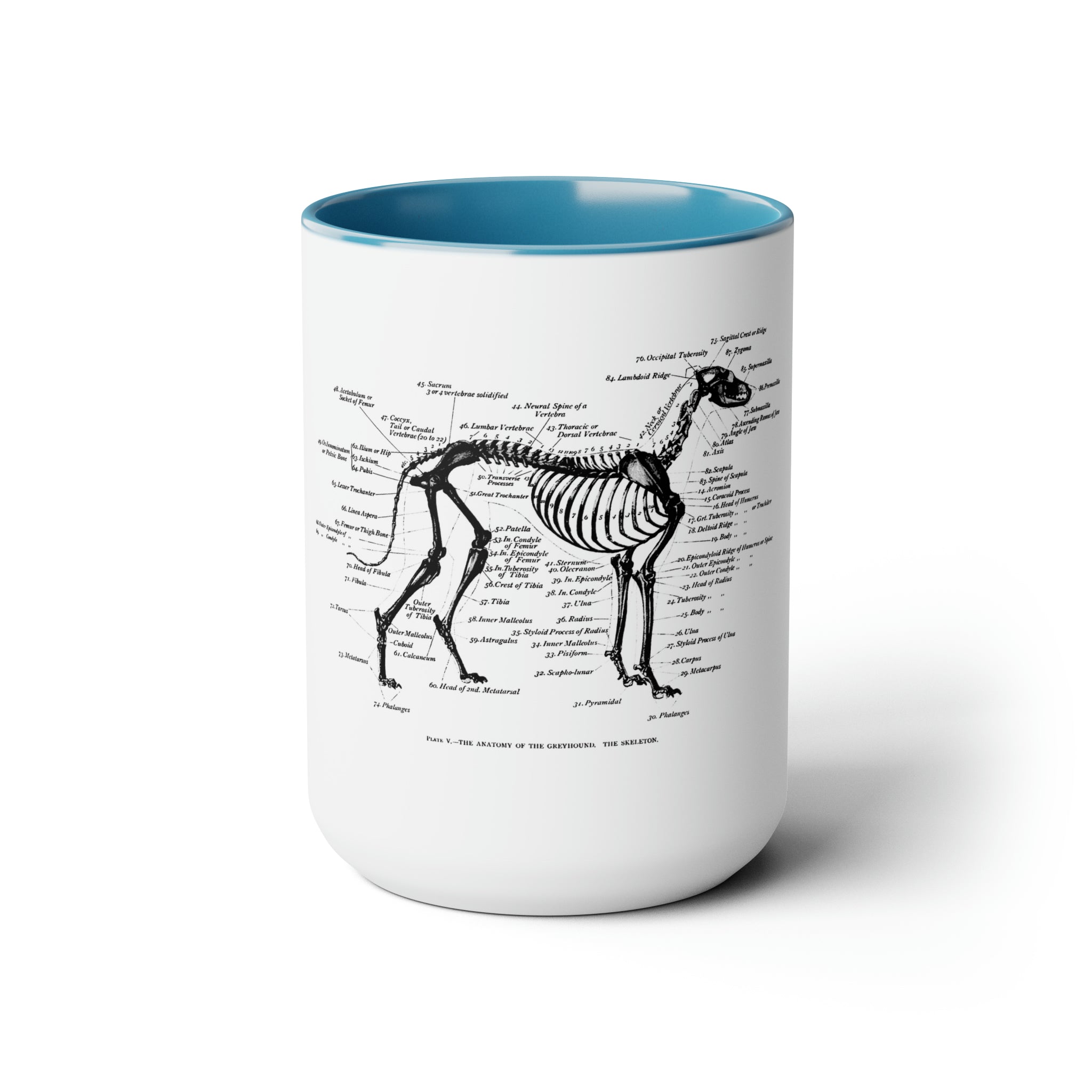 Greyhound Anatomy Coffee Mug, 15oz