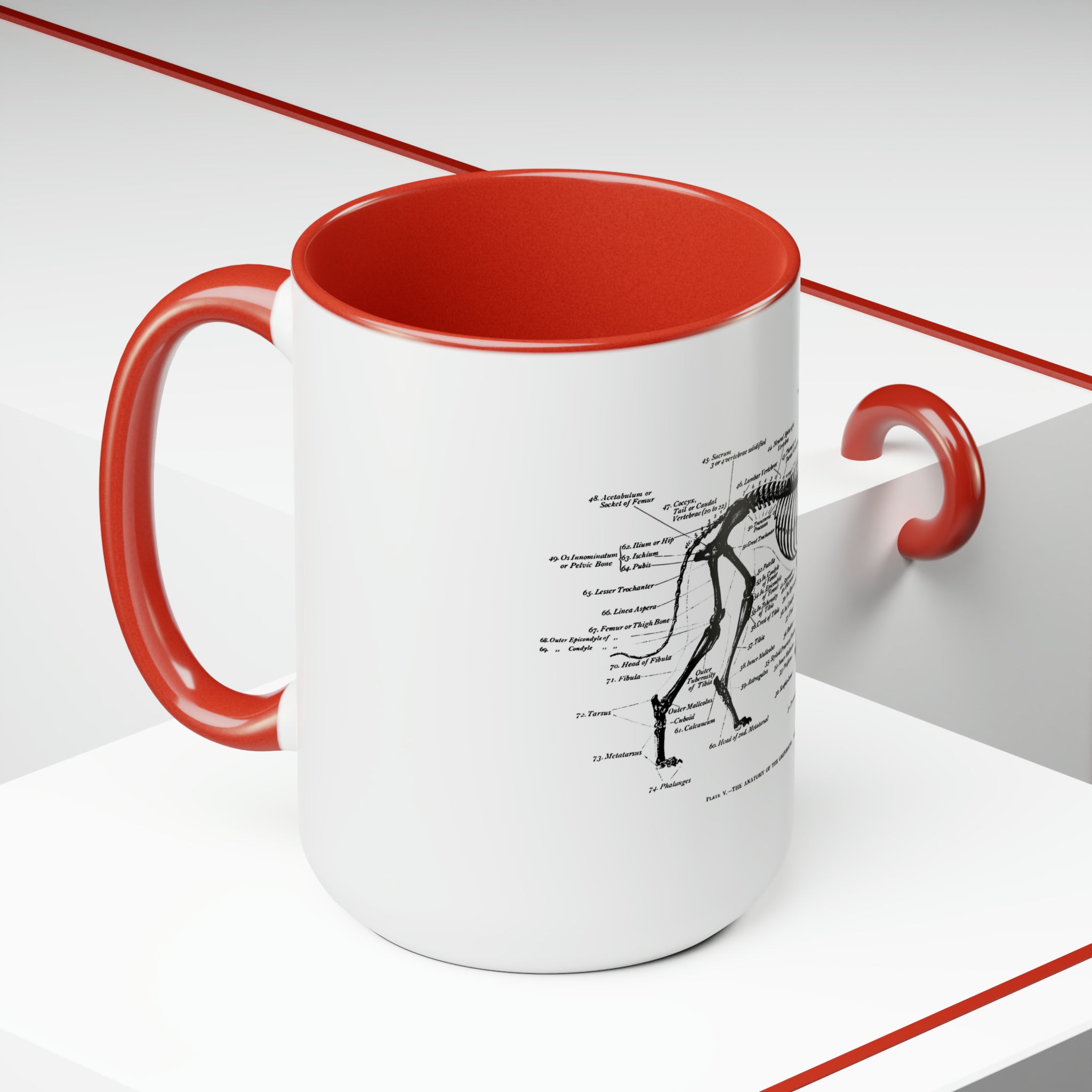 Greyhound Anatomy Coffee Mug, 15oz