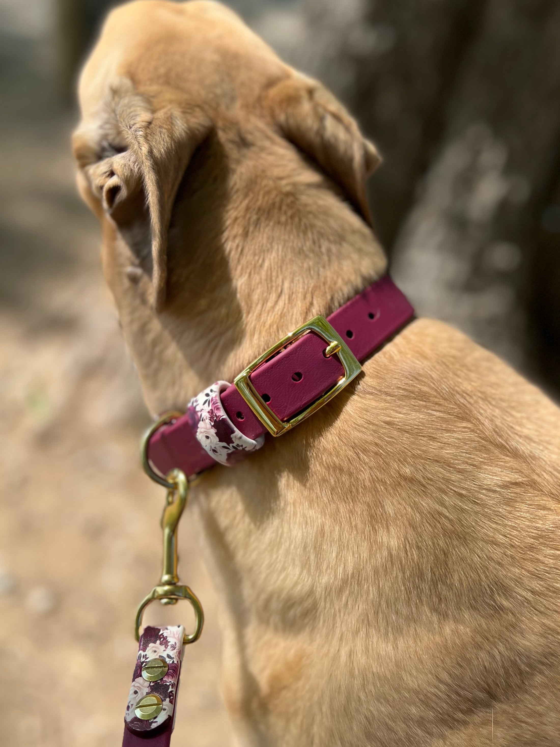 Cabernet Blossom Dog Collar