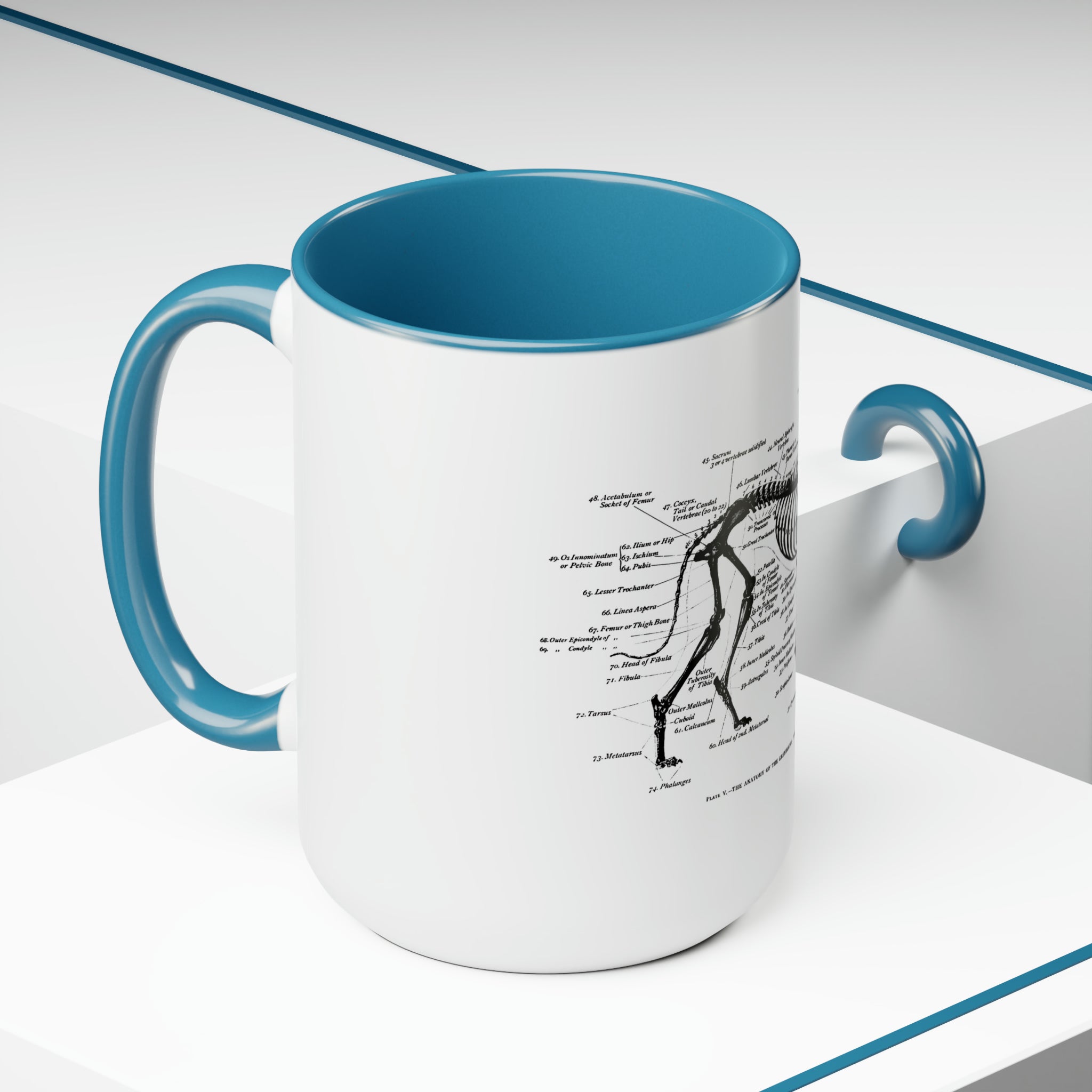 Greyhound Anatomy Coffee Mug, 15oz