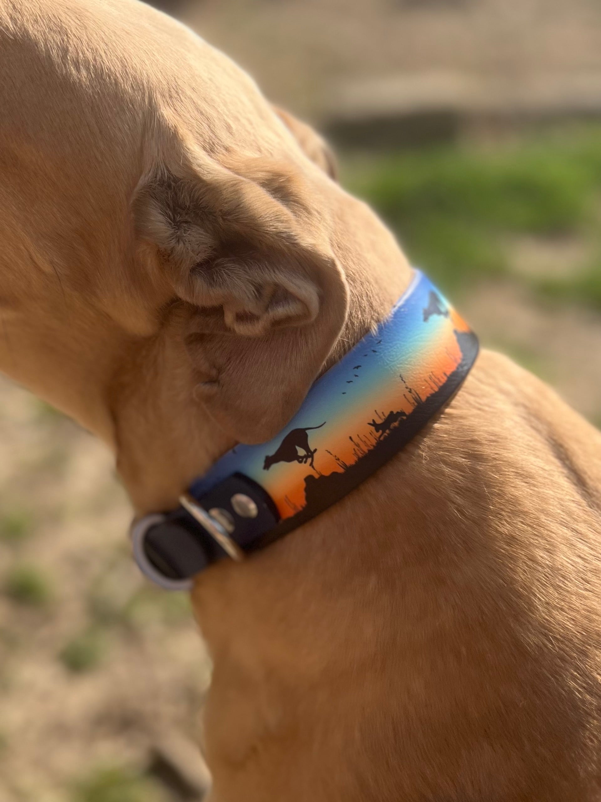 Prairie Pursuit Padded Dog Collar