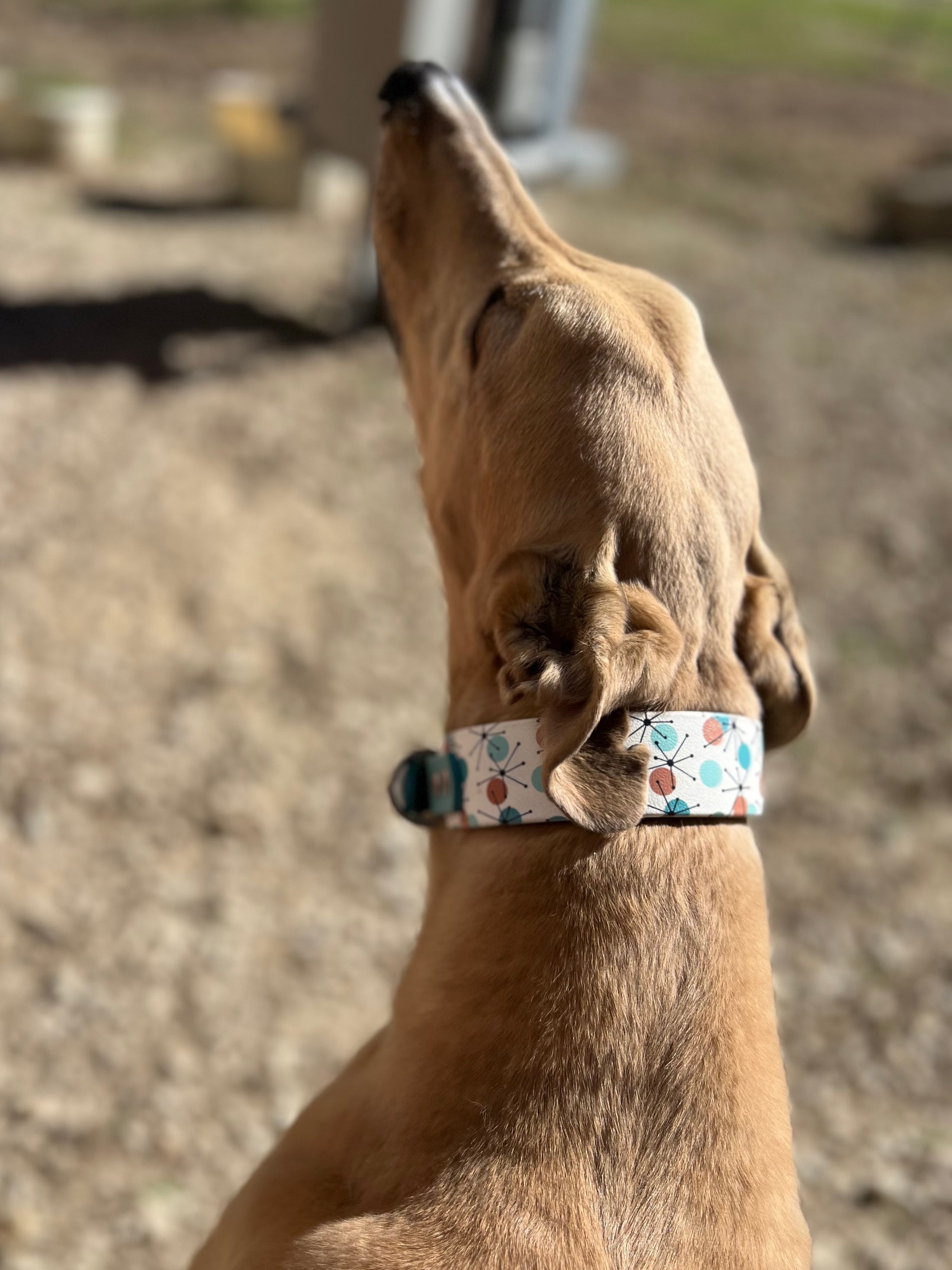 Atomic Breeze Dog Collar